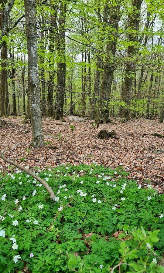 Kågeröd Lill Hagahus, Soederasens Nationalpark 빌라 외부 사진